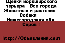 Щенки йоркширского терьера - Все города Животные и растения » Собаки   . Нижегородская обл.,Саров г.